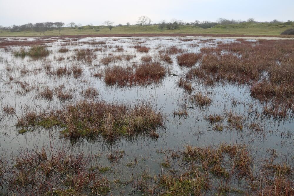 Een natte duinvallei met riet in natuurgebied Oranjezon bij Vrouwenpolder
