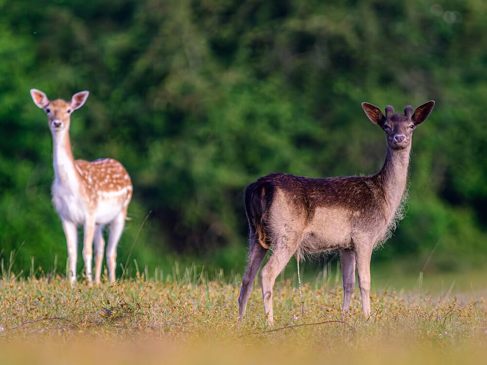 Twee damherten in het duingebied Oranjezon bij Vrouwenpolder